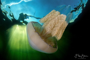 Barrel jellyfish, Gemaal van Dreischor, Lake Grevelingen,... by Filip Staes 